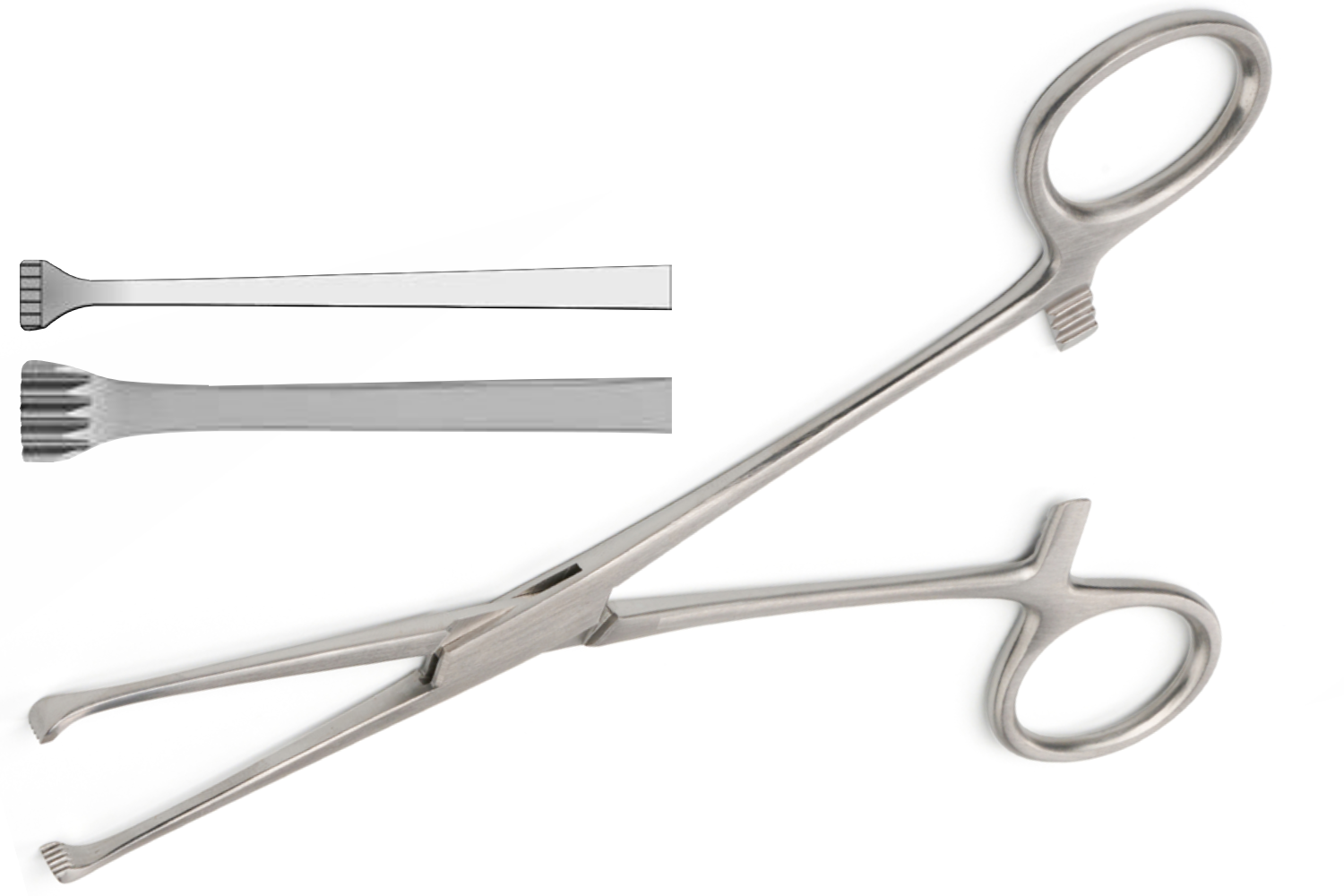 (WI-10024) ALLIS BABY TISSUE /ORGAN HOLDING FORCEPS 5×6 TEETH✂